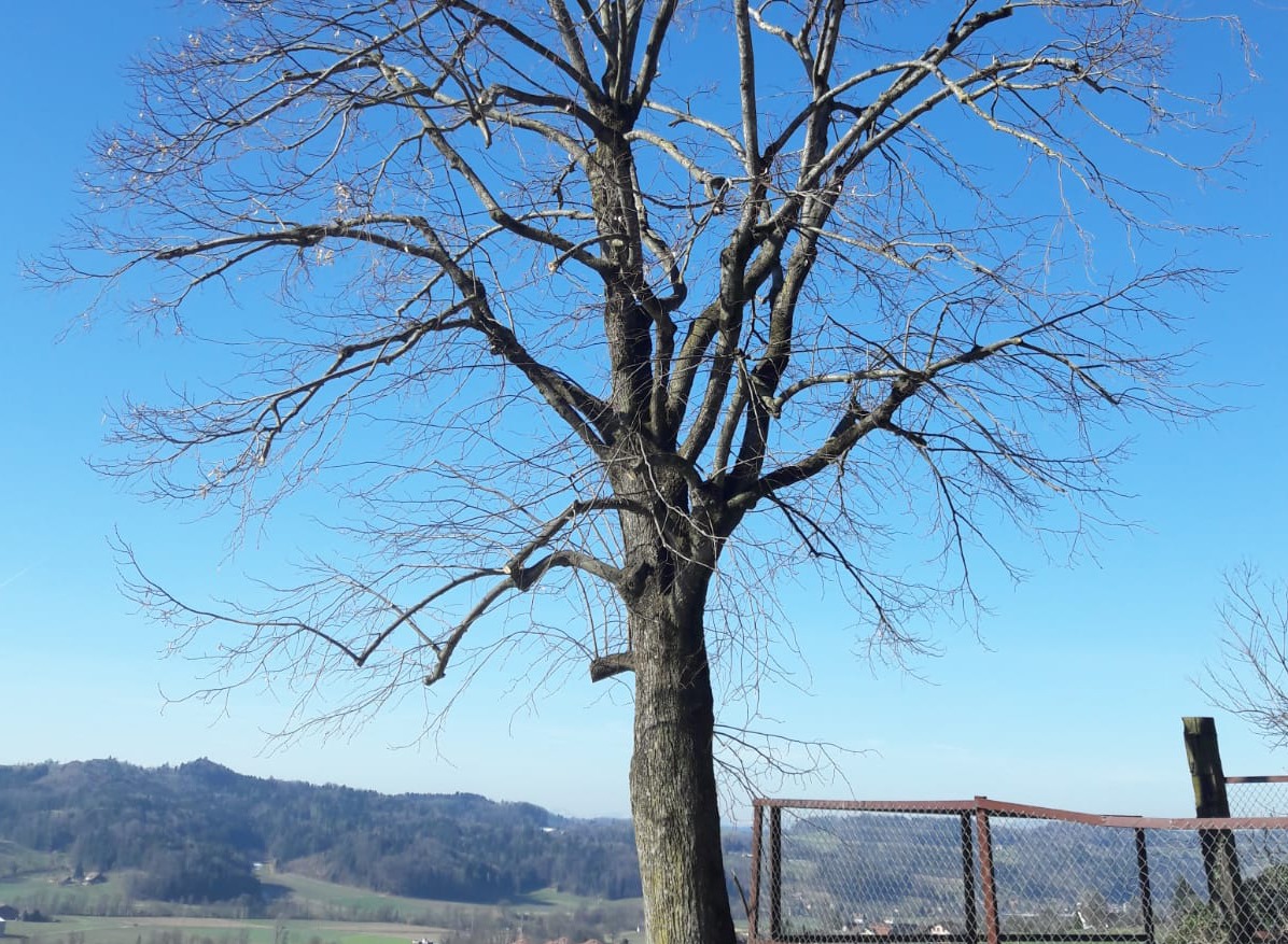 Professionelle Baumpflege